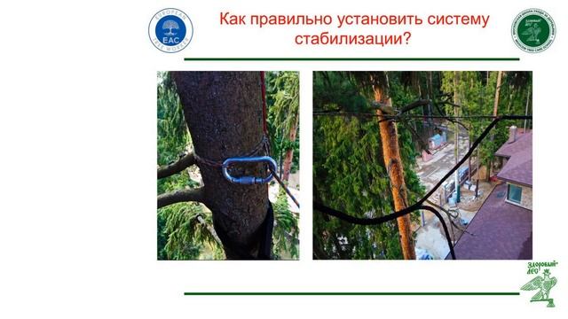 Стабилизация стволов и кроны деревьев смотреть онлайн