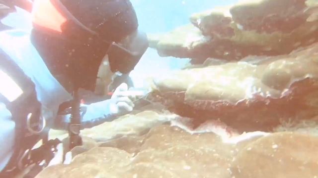 Turtle Island. Heron Island Australia, Snorkling Scuba Diving смотреть онлайн