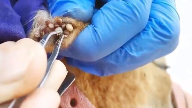 Remove Many Big Ticks From My Poor Dog Help Rescue Poor Puppy From Big Ticks # 117 смотреть онлайн