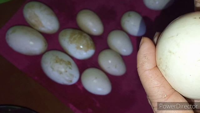 Инкубация гусиных яиц смотреть онлайн