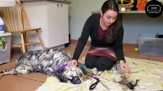 Rescue The Poor Dog Left Behind After The Match| Rescue Dog Videos смотреть онлайн