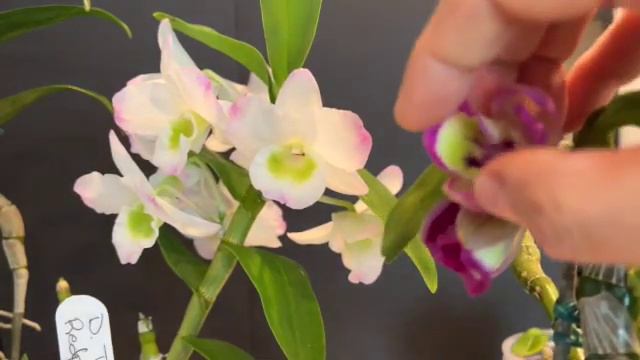 Dendrobium Nobile in bloom and caring tips. Dendrobium Tianmu redpress。 容易开花的春石斛品种新手推荐和养护经验。 смотреть онлайн