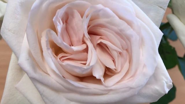 White Ohara Colombian Garden Roses by All InSeason Australia смотреть онлайн