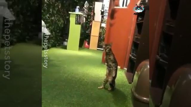 Приколы про кошку смотреть онлайн