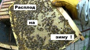 Успешное наращивание пчёл к зиме