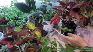 Прищипка растений.