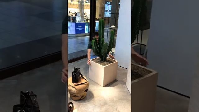 Озеленение магазина — доставка и пересадка эуфорбий смотреть онлайн