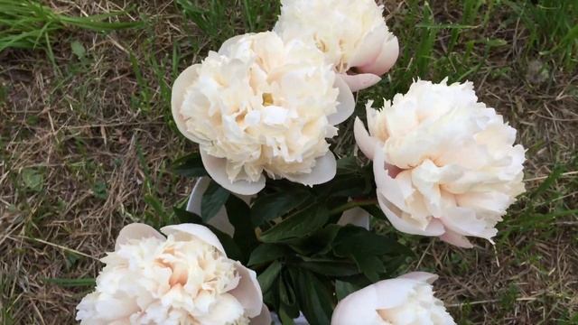 Colonel Owen Cousins peony Колонел Оуэн Касинс пион смотреть онлайн
