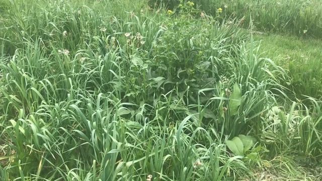 Geeky Chop and drop no-till observations 2 смотреть онлайн