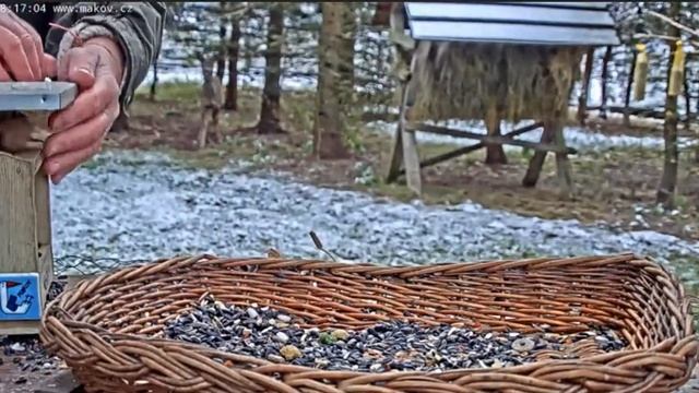 Только заполнили кормушку #Кормушка#Птицы#Белки# смотреть онлайн