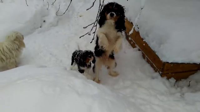 Щенки кавалер кинг чарльз спаниель