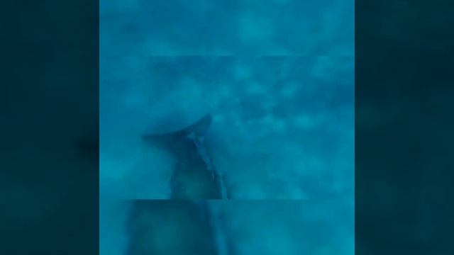 Марса-эль-Алам Дюгонь, черепашка, скат хвостокол. смотреть онлайн