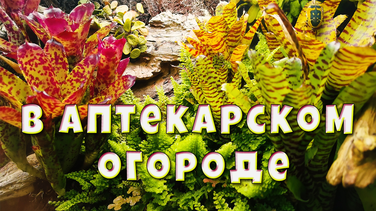 Аптекарский огород и его обитатели. смотреть онлайн