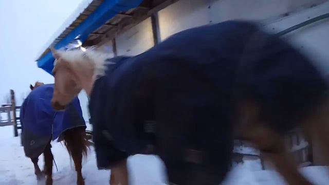 Лошадей выпускают на выгул. смотреть онлайн