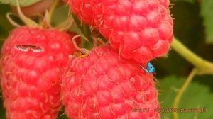 Малина традиционная Краса России (rubus) ? обзор: как сажать, саженцы малины Краса России