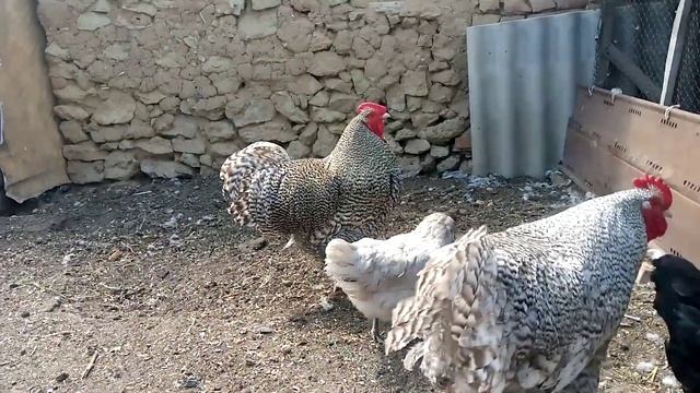 уже месяц как курочка села на гнездо высиживать ? смотреть онлайн