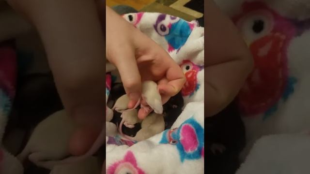 Rex dumbo rat pups at 2 weeks old смотреть онлайн