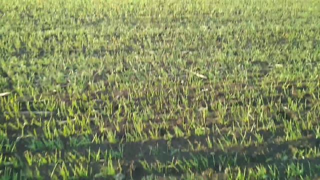 Трошки про горох і ячмінь смотреть онлайн