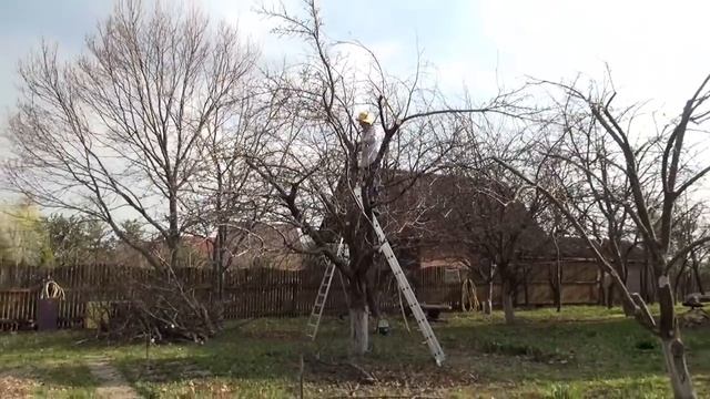 Обрезка старой яблони смотреть онлайн
