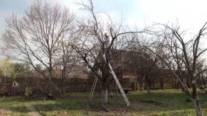 Обрезка старой яблони