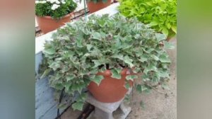 Ипомея батат. Выращивание и уход