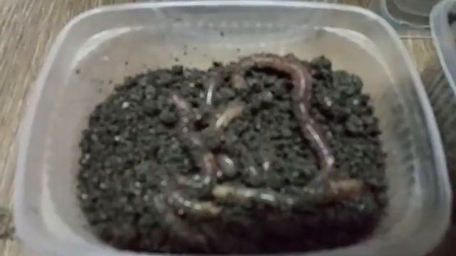 Черви для рыбалки Дендробена смотреть онлайн