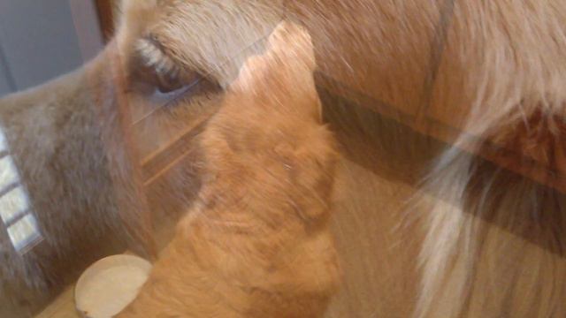 The golden retriever Alia is happy by walk! #dog #family смотреть онлайн