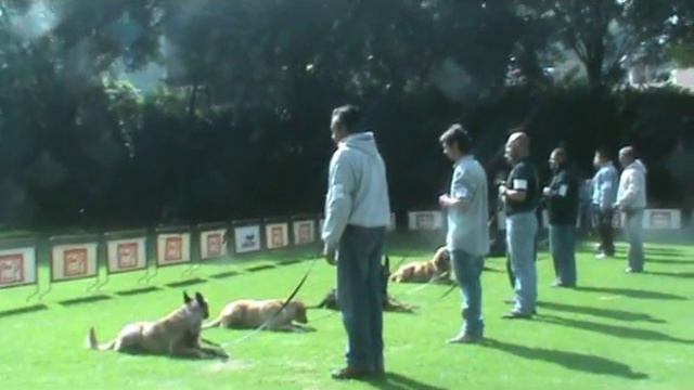 Adiestramiento canino. Obediencia básica con correa Informes al 55 62 86 92 43 Ciudad de México смотреть онлайн