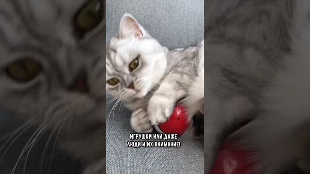 Умеют ли кошки ревновать #коты #кошка #кот смотреть онлайн