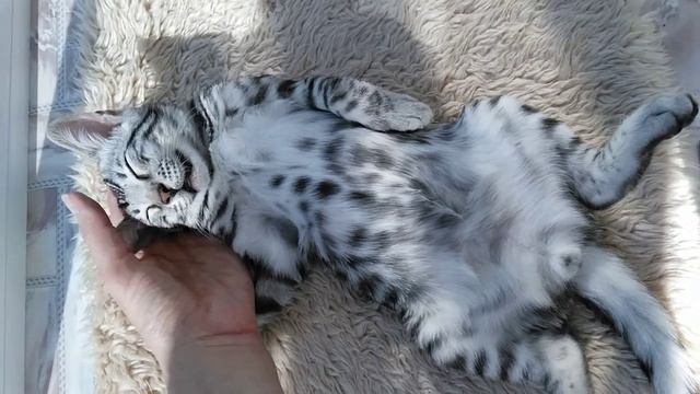 Серебряный бенгальский котенок Амур смотреть онлайн