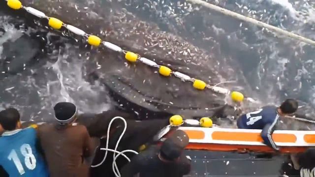 Человек упал в море !!!! A man fell into the water to a SHARK смотреть онлайн