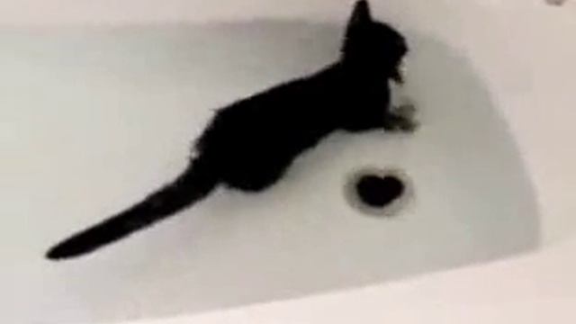 Шок! Кот породы "водолаз". Смотреть всем! смотреть онлайн