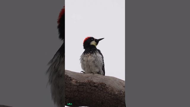 Acorn Woodpecker Call (Melanerpes formicivorus) смотреть онлайн