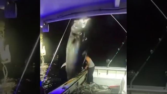 Женщина поймала большой тунец, длиной около 3 метров / Вес тунца, пол тонны. смотреть онлайн