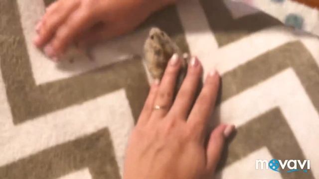 Джунгарские хомячки! Меняют окрас! смотреть онлайн