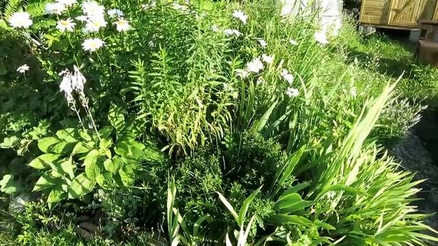 ИЮЛЬ 2018 МОЙ САД и ОГОРОД / 10 дней без меня / Garden's tour July 2018 смотреть онлайн