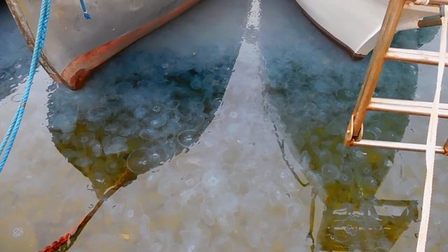 Крым!!Нашествие медуз. смотреть онлайн