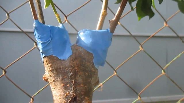 Профессиональный Строитель