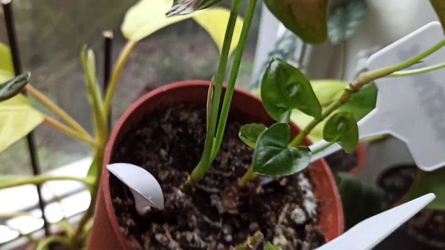 Ещё одна партия сингов рассажена🍀 смотреть онлайн