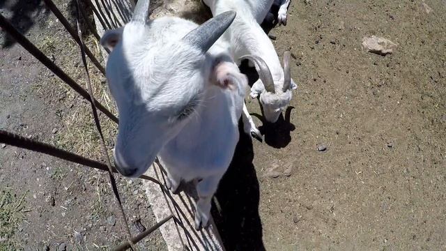 Pafos ZOO, Cyprus, Part I. Зоопарк Пафоса, Кипр, часть 1 смотреть онлайн