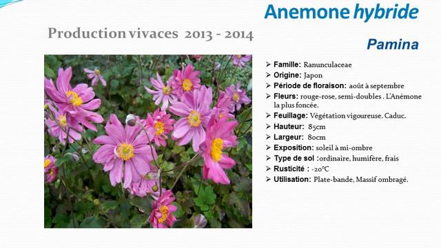 Anemone hybride Pamina: plante vivace смотреть онлайн
