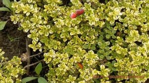 Тимьян лимоннопахнущий Лимон (buntblattrig) ? обзор: как сажать, саженцы тимьяна Лимон