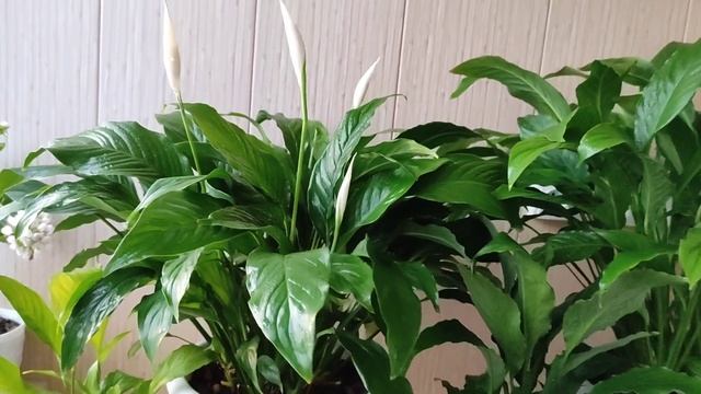 Спатифиллум, Можно ли Рассадить смотреть онлайн