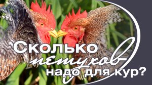 Сколько петухов надо для кур