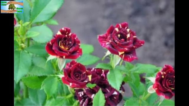 20+ Beautiful Abracadabra Rose смотреть онлайн