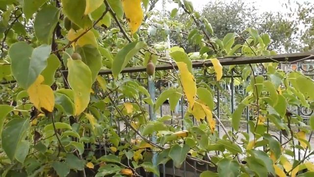 Актинидия - второй урожай 5-летнего куста смотреть онлайн