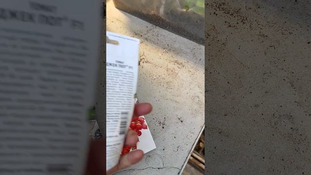 Разочарование. (( А вы покупали фирму Партнёр томаты? Реальные отзывы. смотреть онлайн