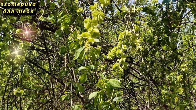 5 августа народный праздник Трофимов день, Трофим Бессонник. Что нельзя делать. Народные приметы смотреть онлайн