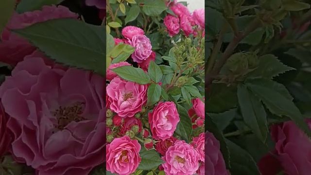 цветёт роза бардюр маджента смотреть онлайн