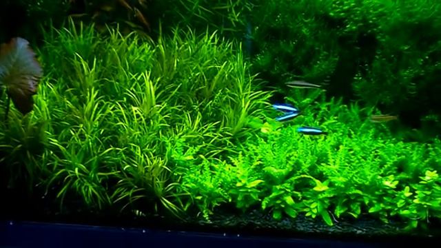 #Aquarium. Погостемон, мхи и др. в аквариуме. смотреть онлайн